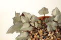 Cyclamen hederifolium seed