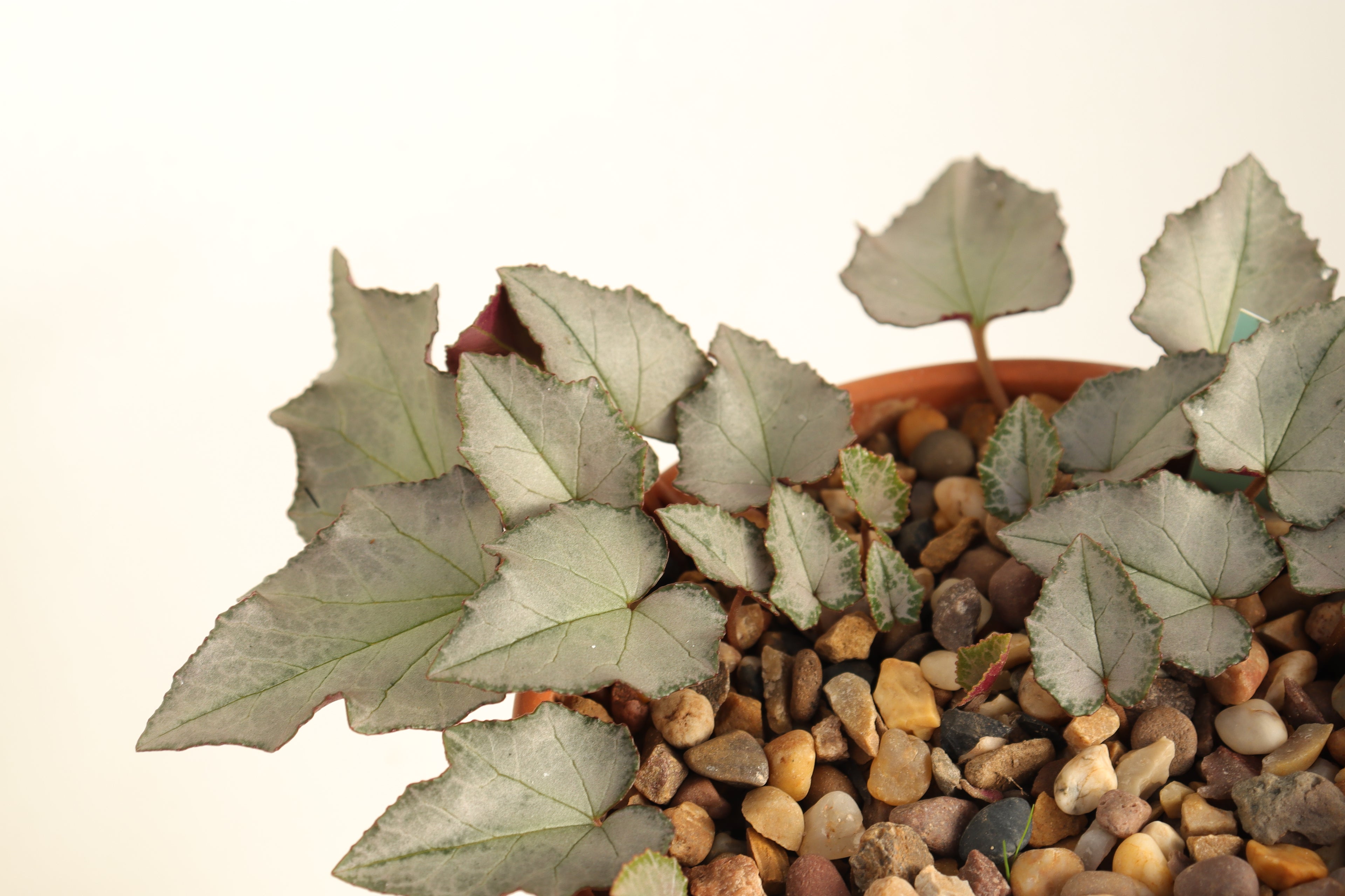 Cyclamen hederifolium seed