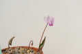 Cyclamen hederifolium Seed
