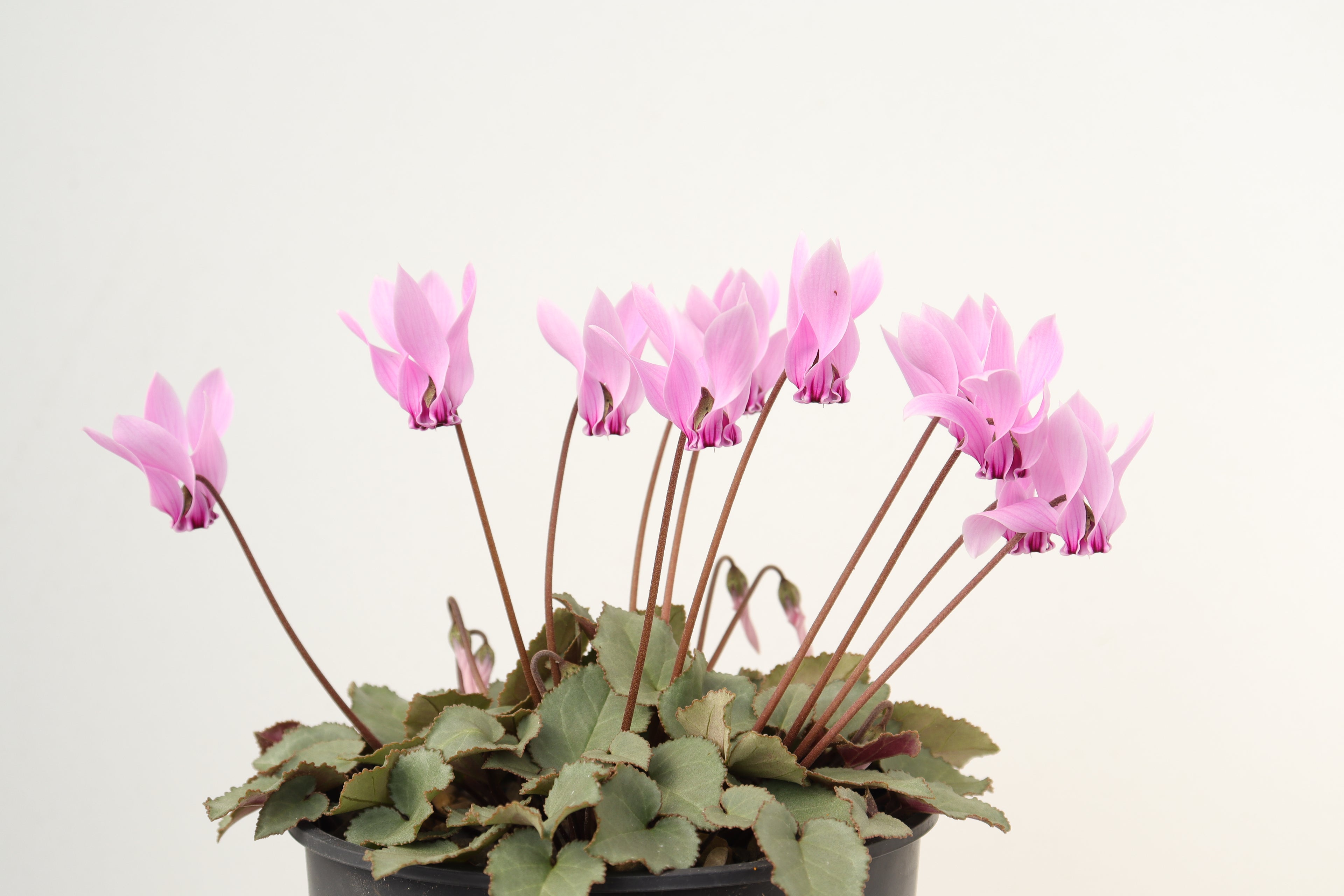 Cyclamen graecum subsp graecum 'Glyfada'