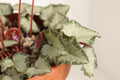 Cyclamen hederifolium seed