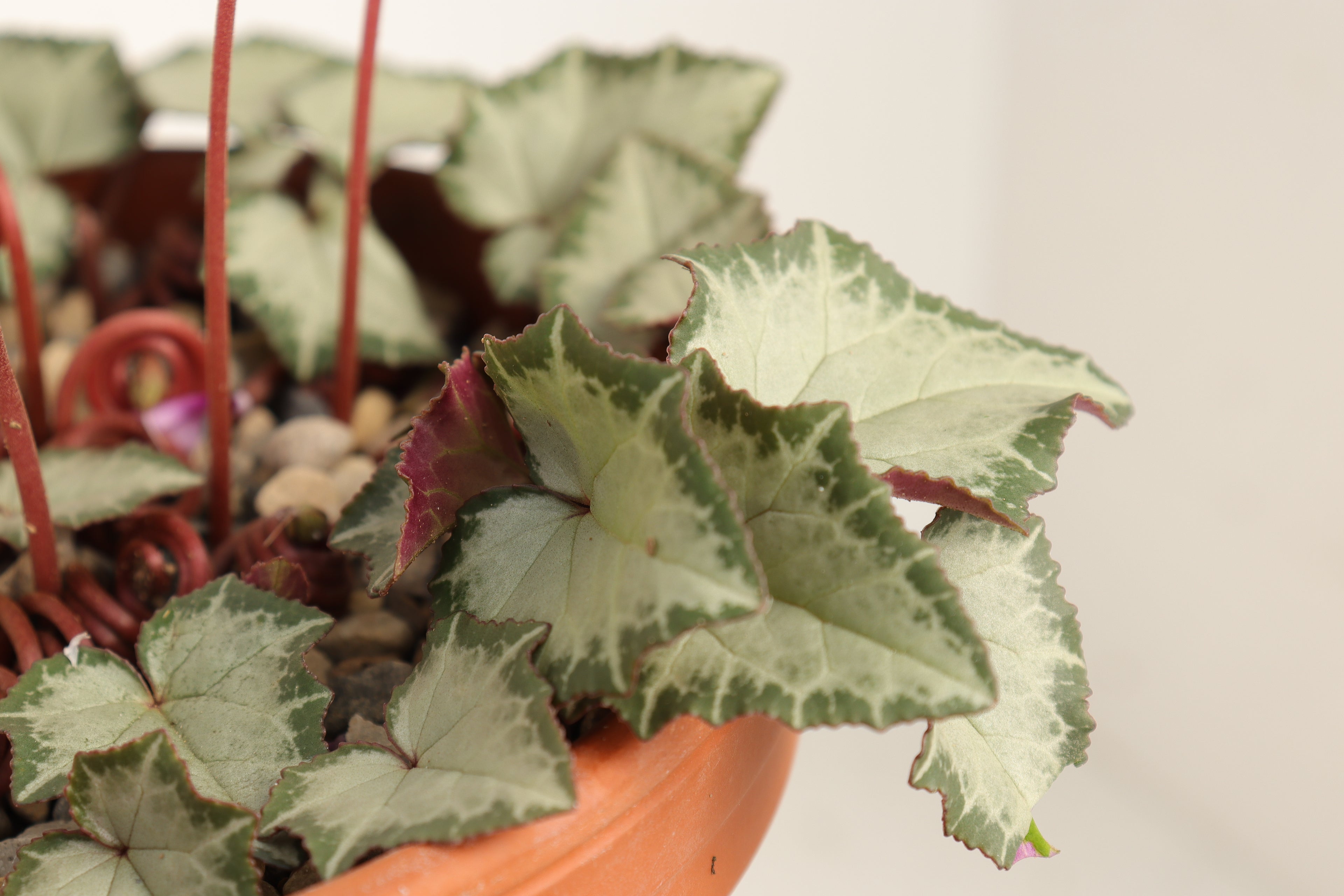 Cyclamen hederifolium seed