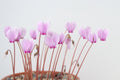 Cyclamen hederifolium Seed