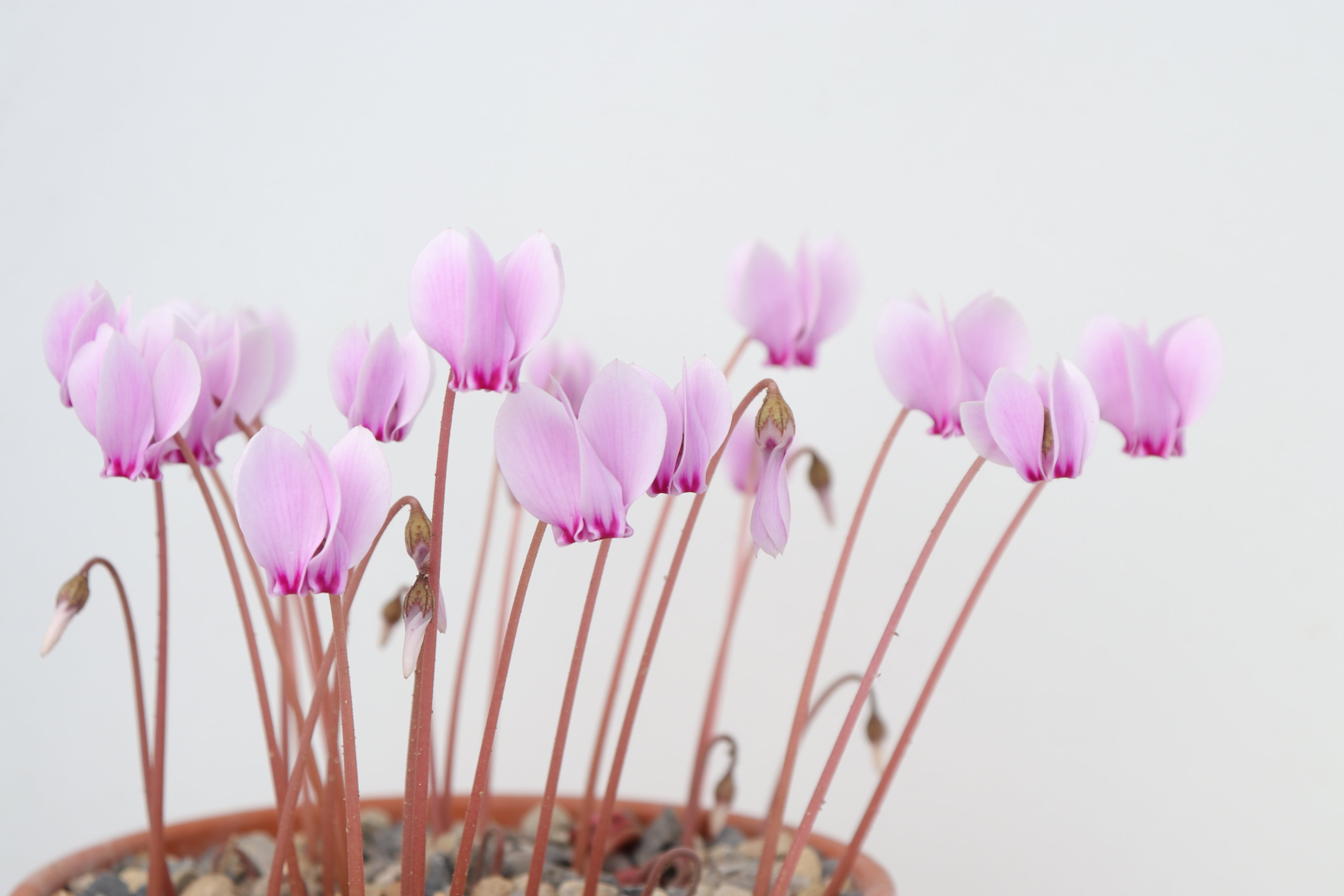 Cyclamen hederifolium Seed