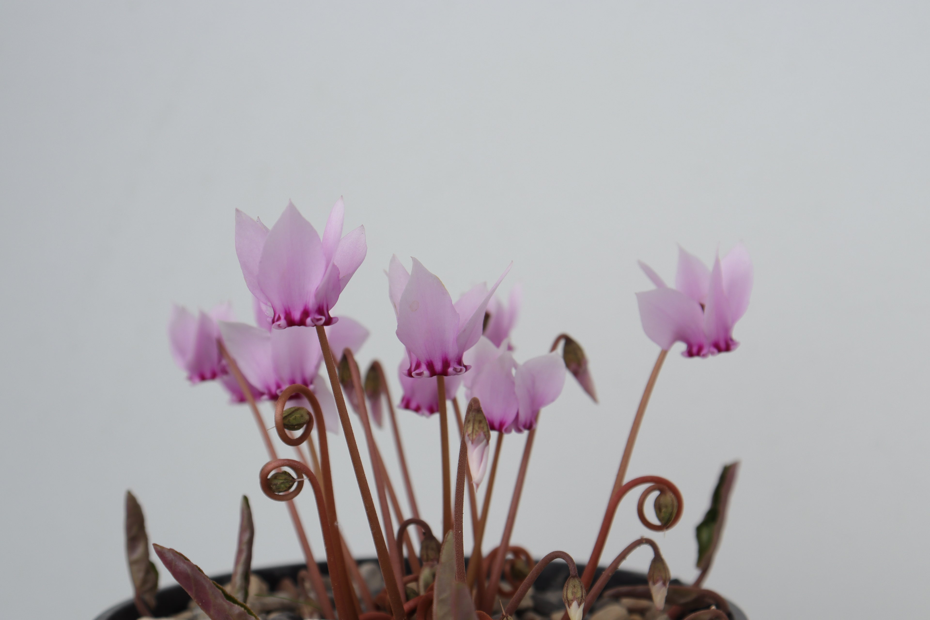 Cyclamen hederifolium seed
