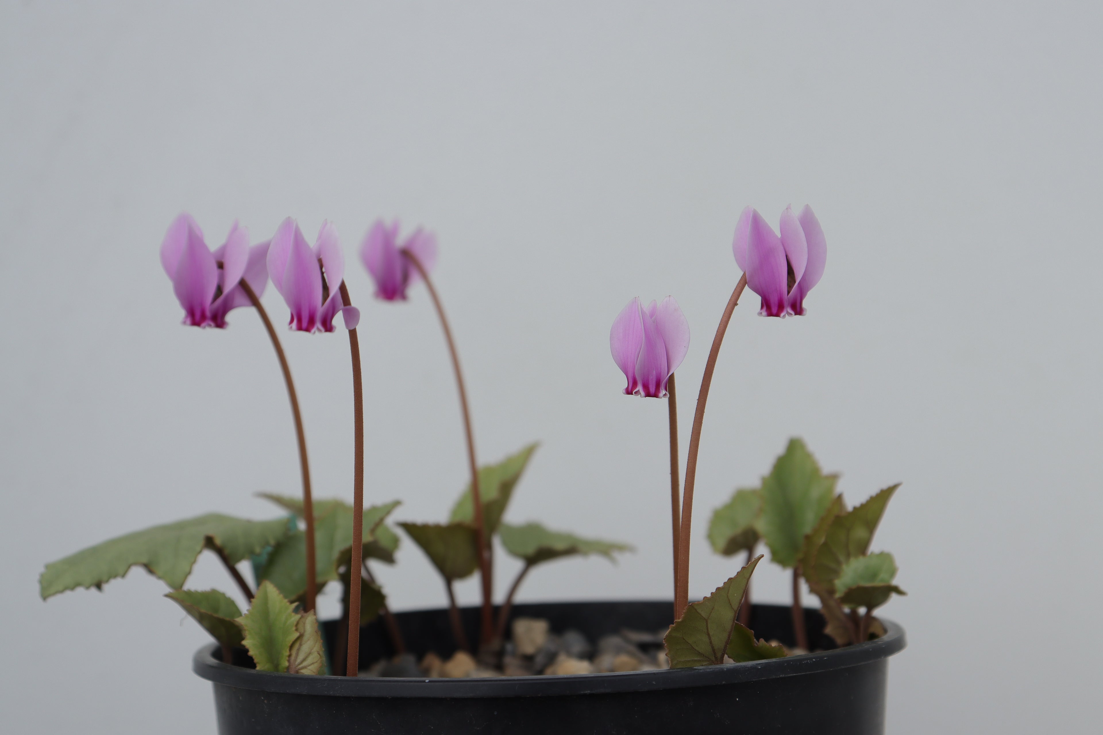 Cyclamen hederifolium seed