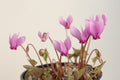 Cyclamen hederifolium seed