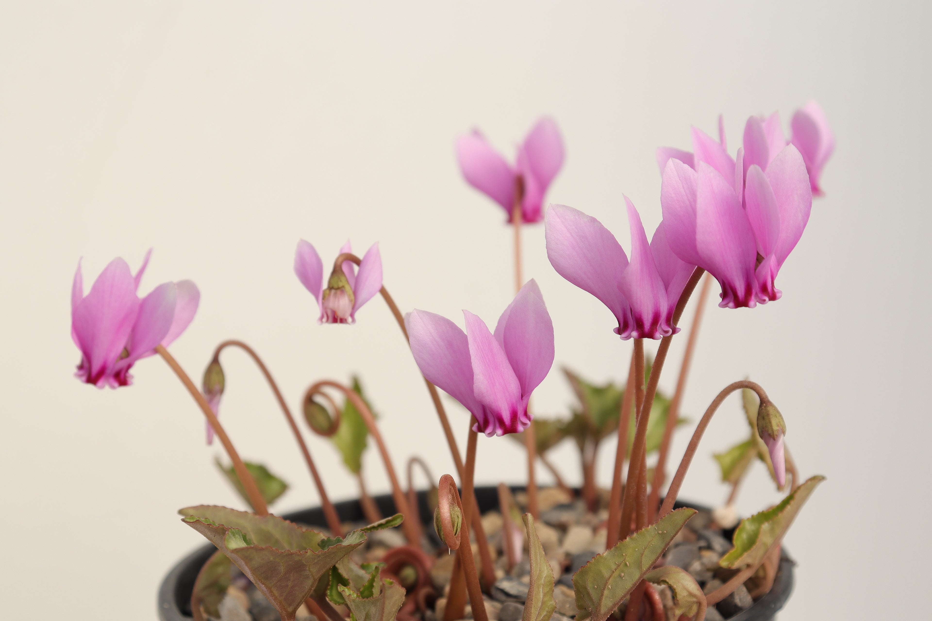 Cyclamen hederifolium seed