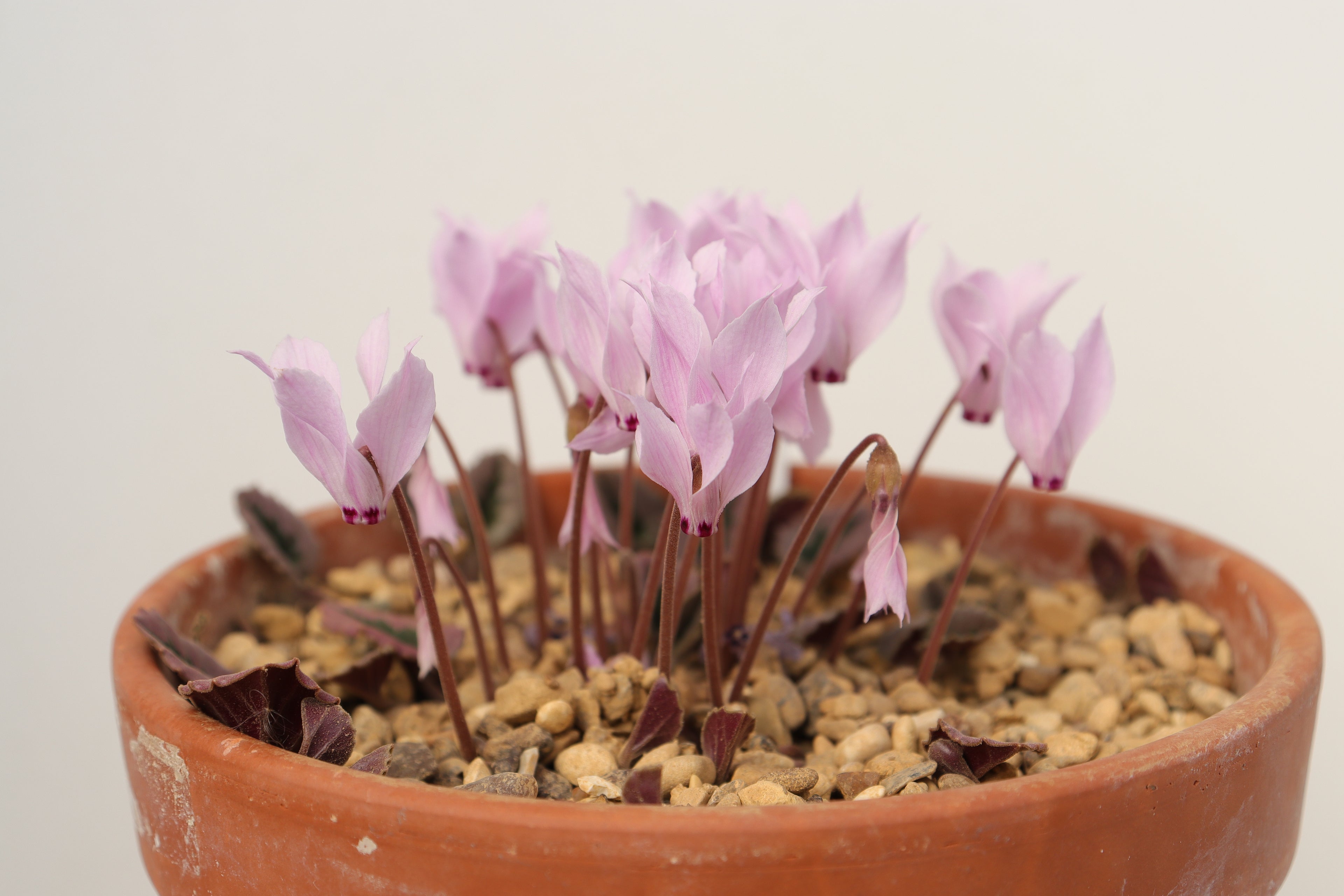 Cyclamen mirabile seed