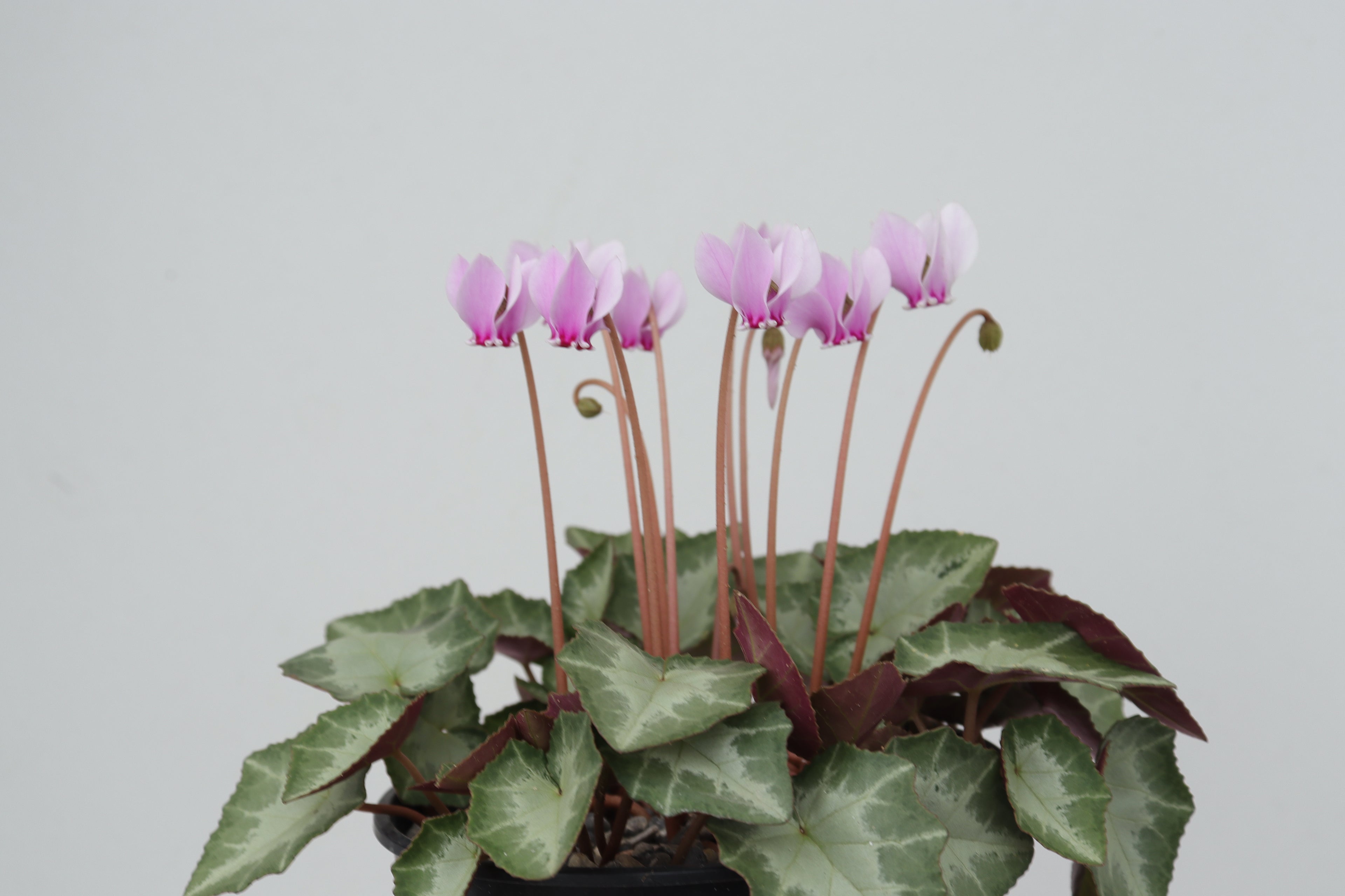 Cyclamen hederifolium seed