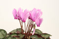 Cyclamen graecum seed