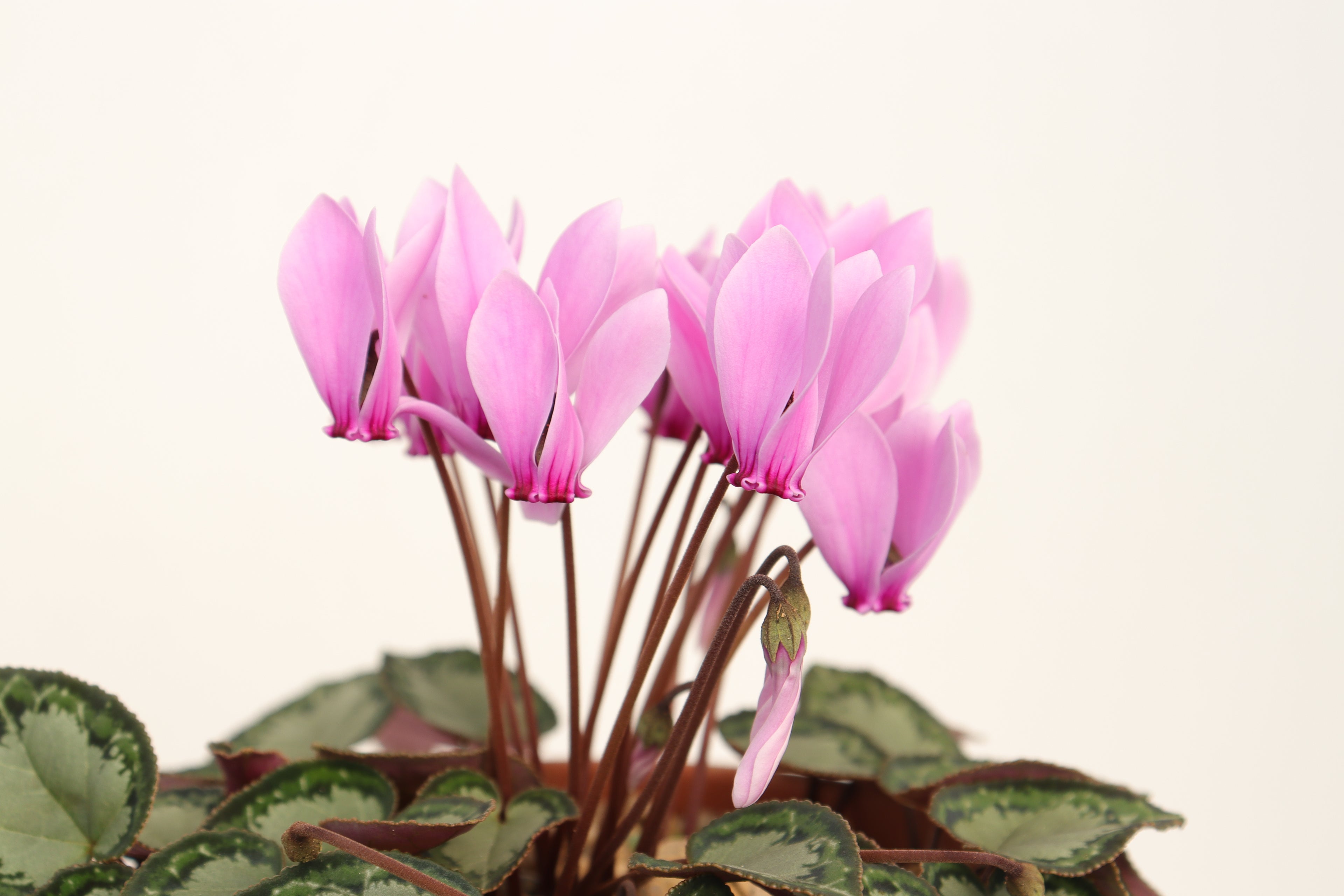 Cyclamen graecum seed