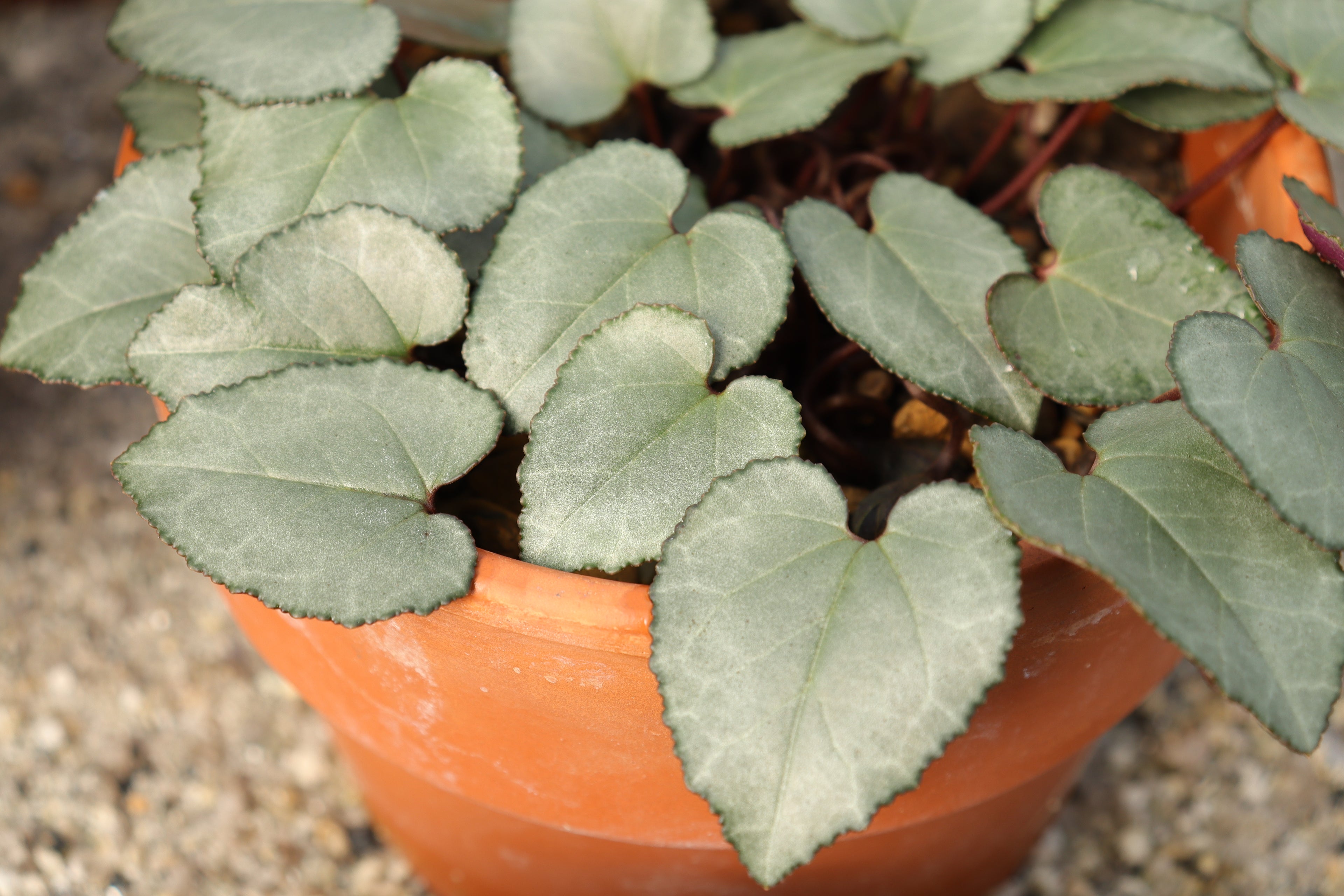 Cyclamen graecum seed