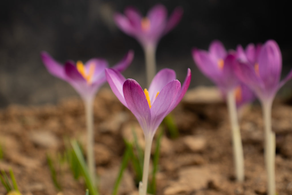 Crocus tommasinianus 'Claret' (Claret Group)