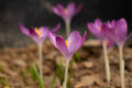 Crocus tommasinianus 'Claret' (Claret Group)