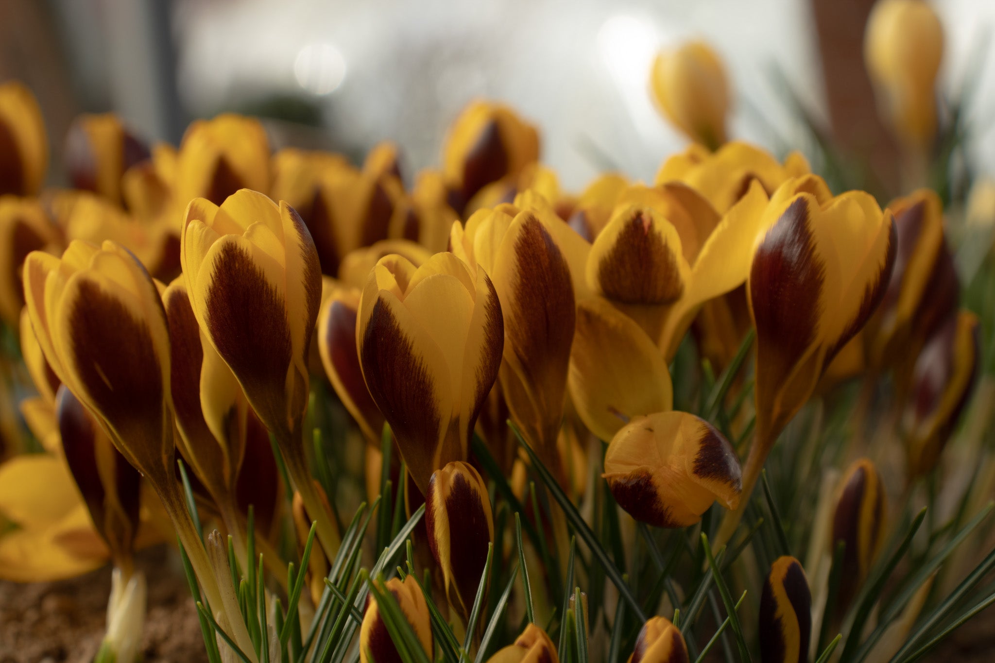 Crocus chrysanthus 'Herald'