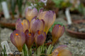 Crocus 'Rainbow Gold'