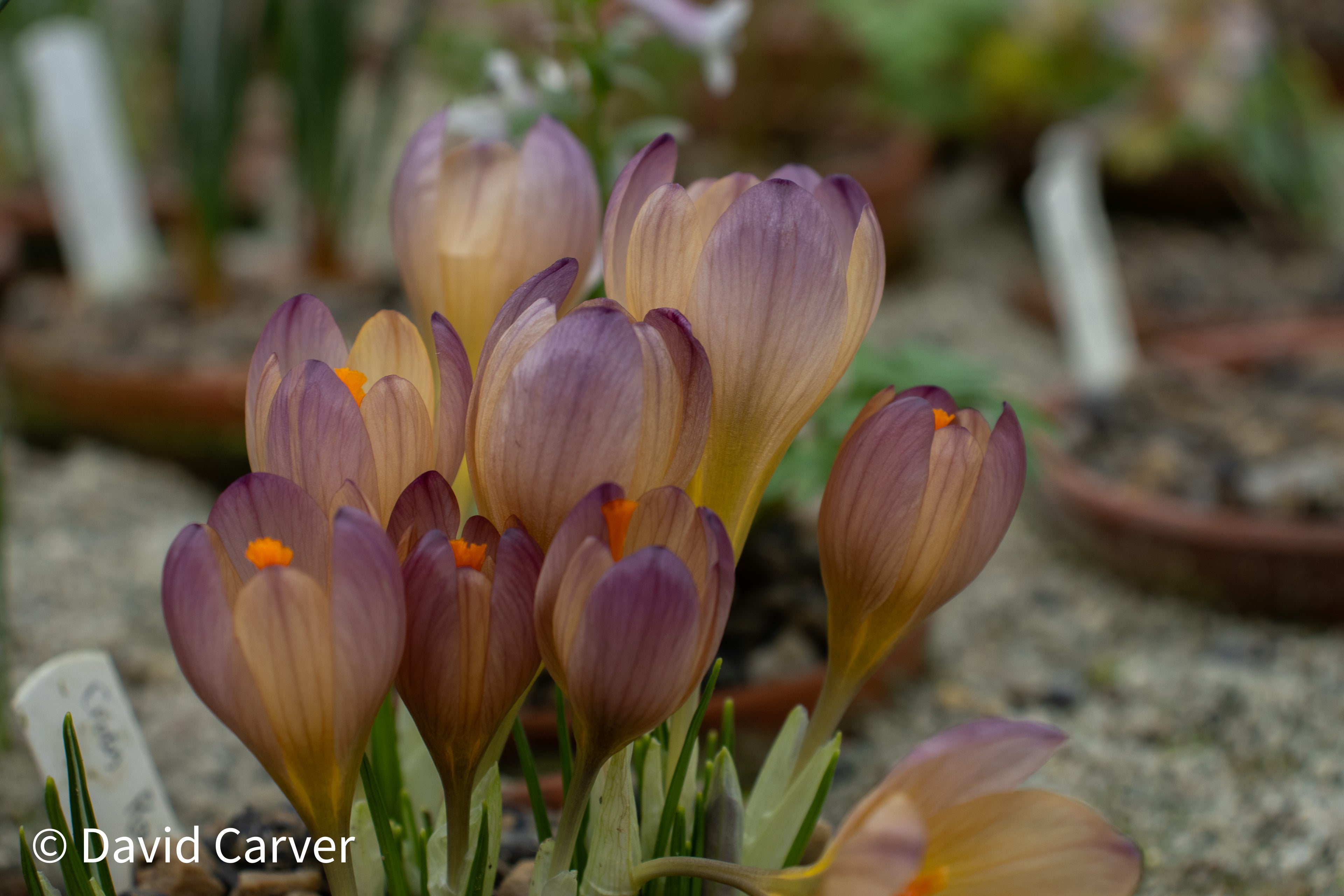 Crocus 'Rainbow Gold'