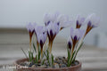 Crocus cyprius