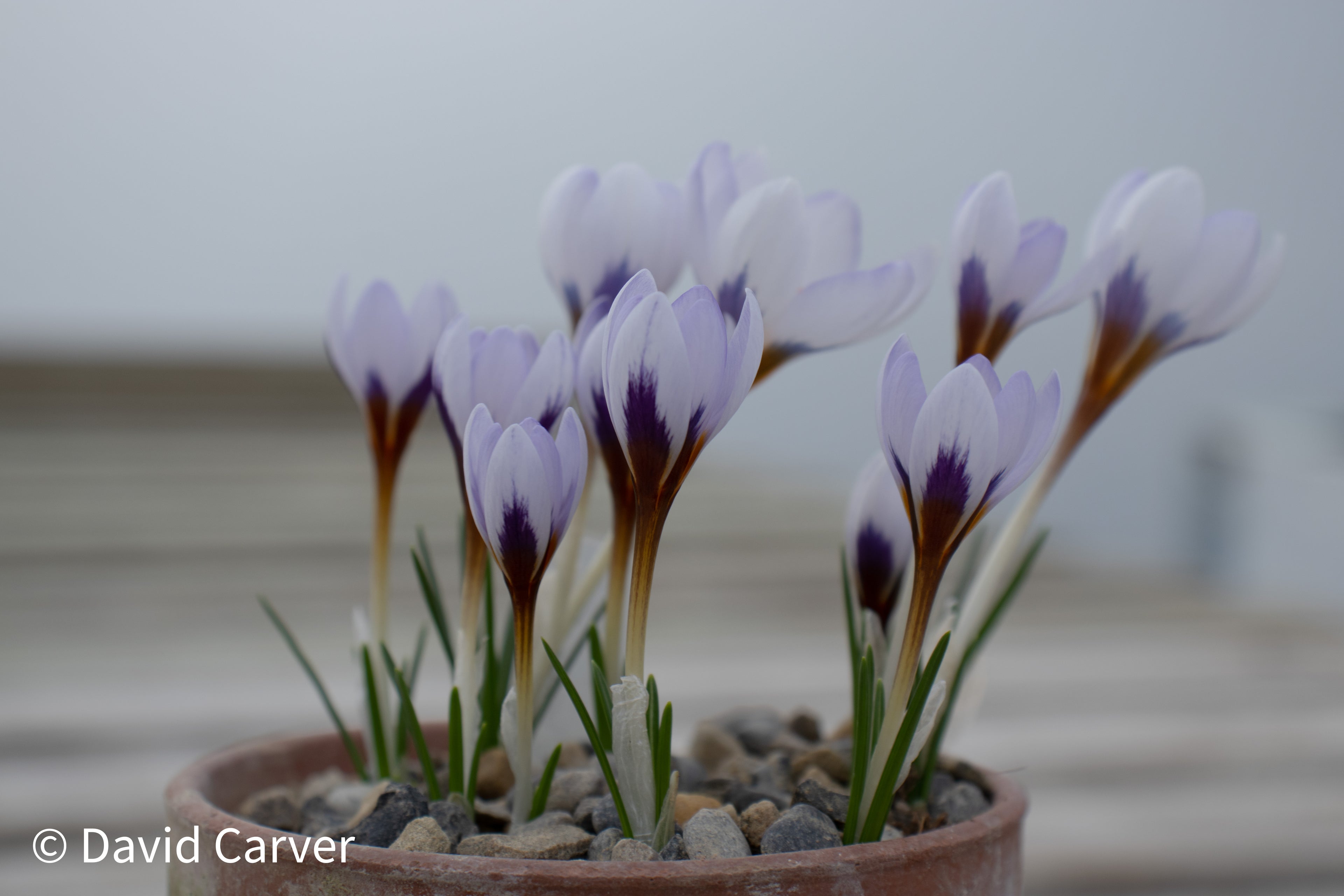 Crocus cyprius