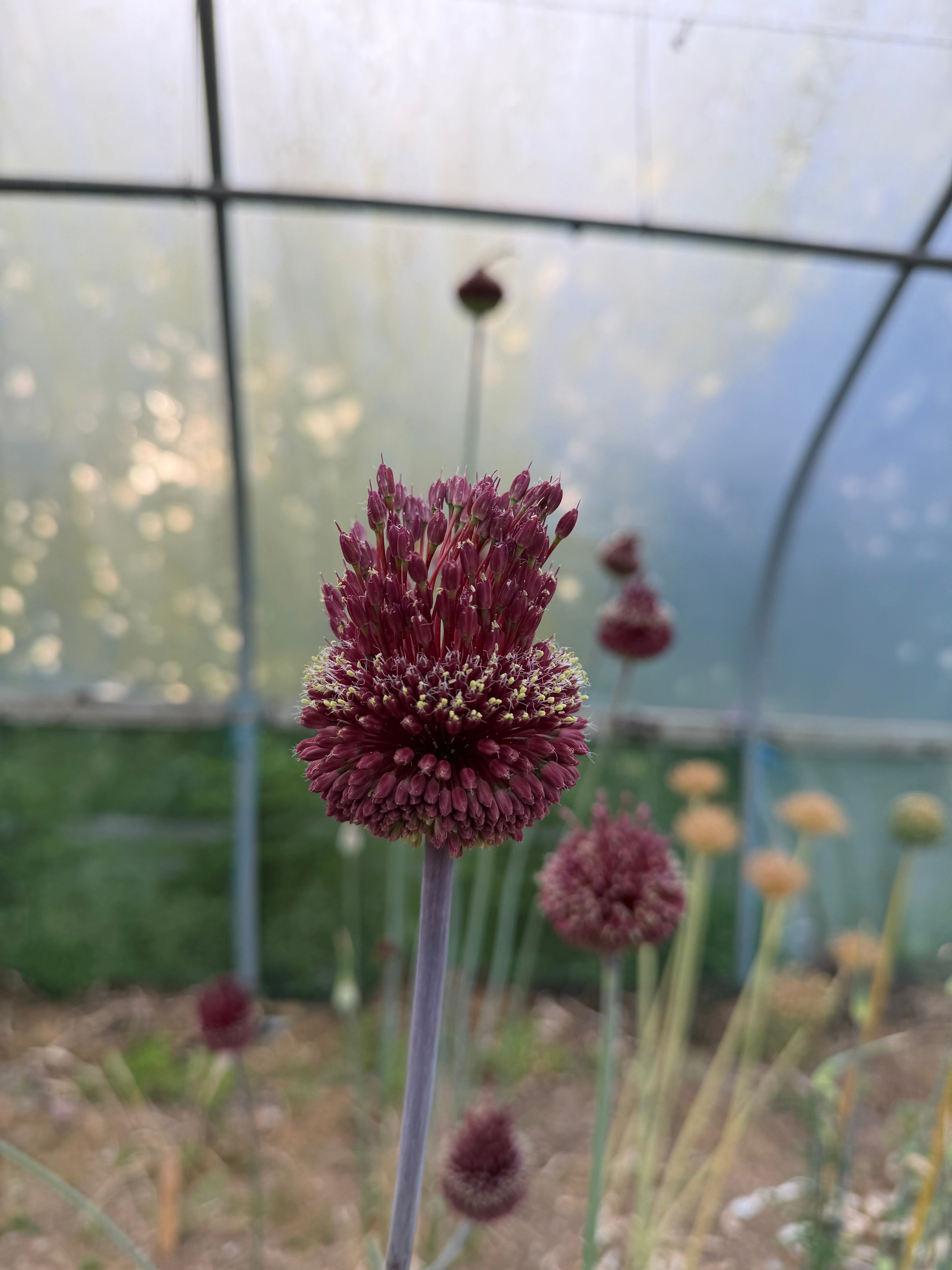 Allium amethystinum 'Red Mohican'