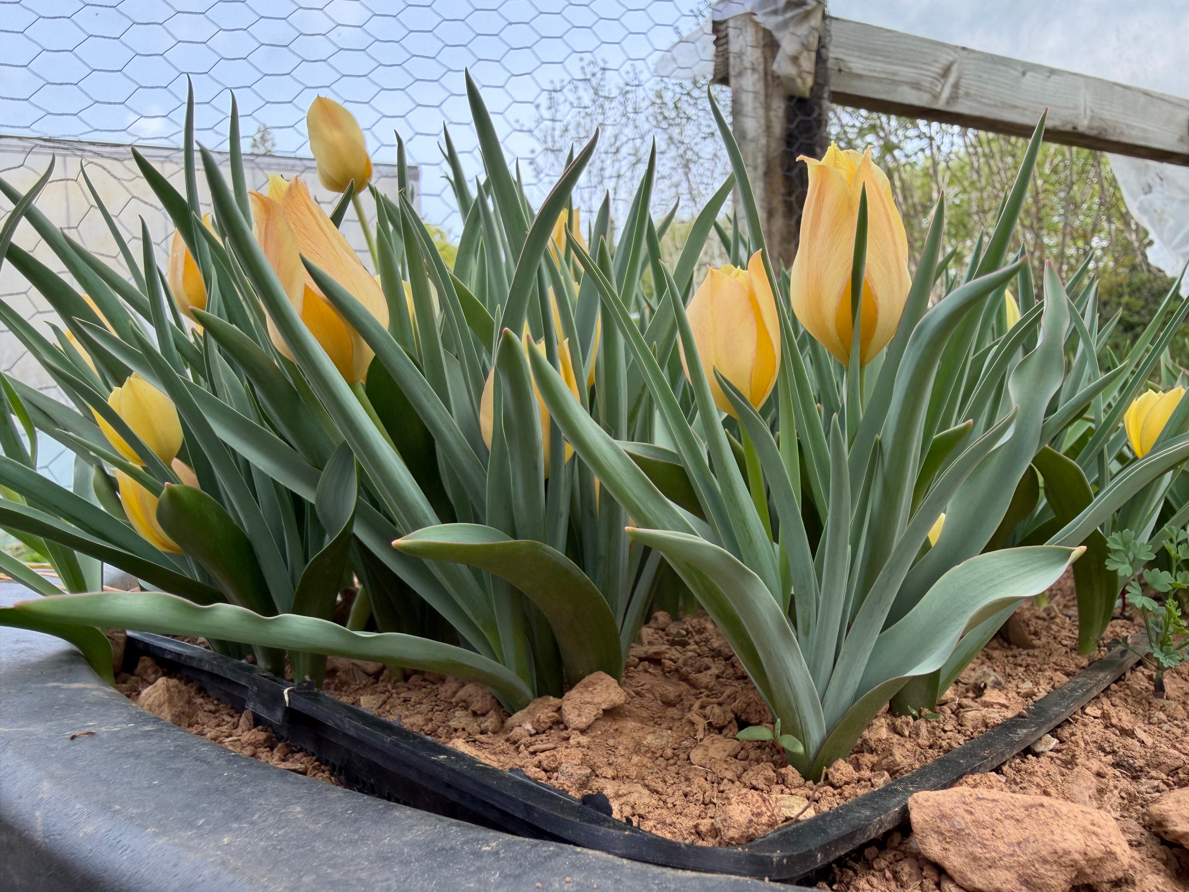 Tulipa batalinii ‘Bright Gem’