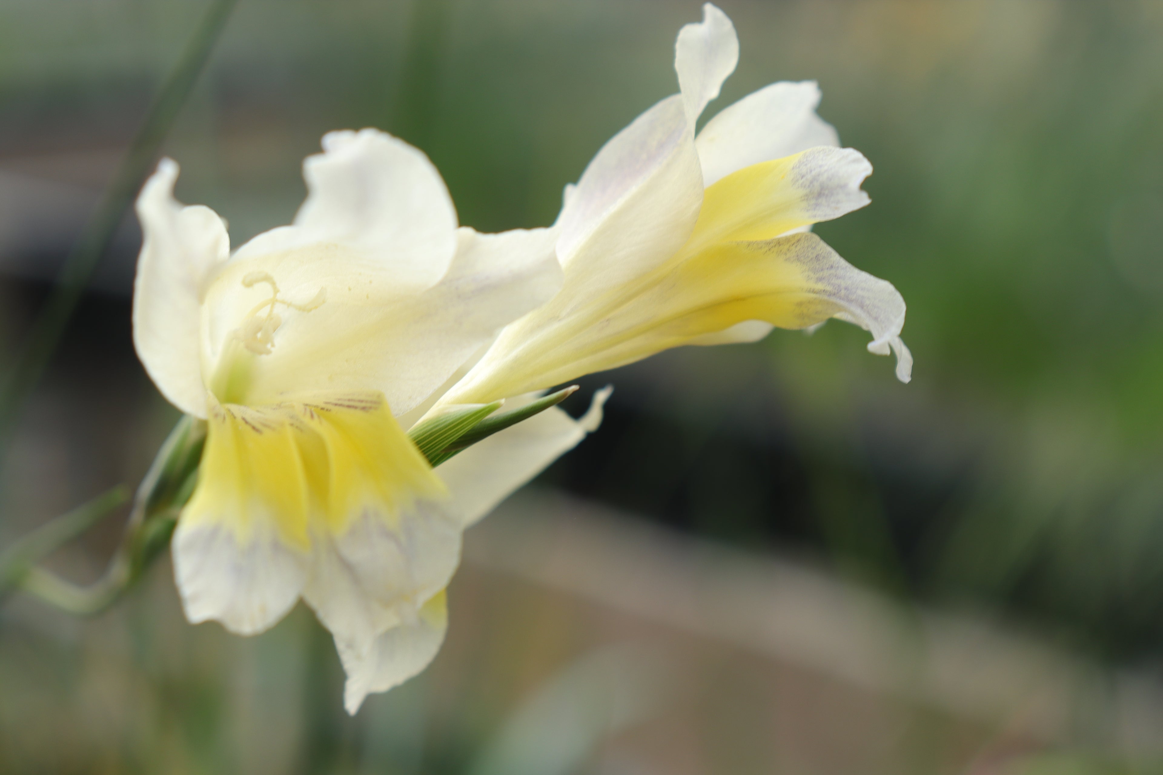 Gladiolus ?trichonemifolius