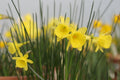 Narcissus x tuckeri