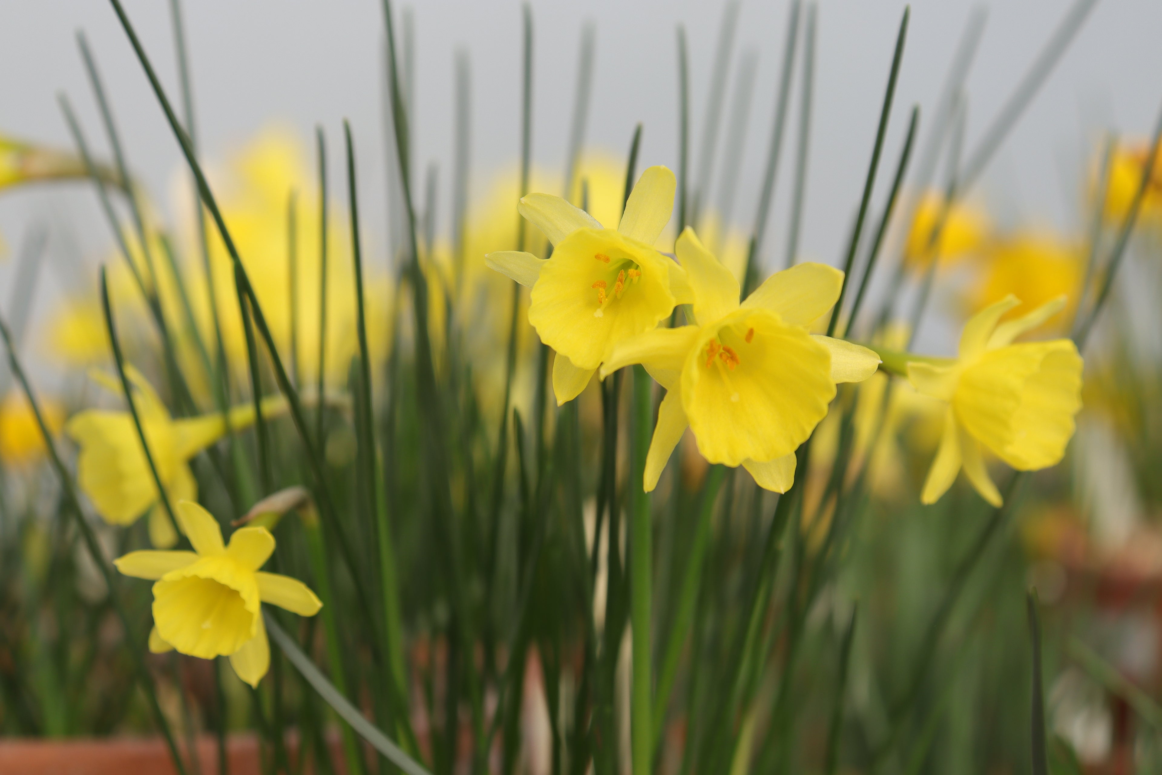 Narcissus x tuckeri