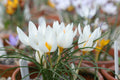 Crocus pestalozzae
