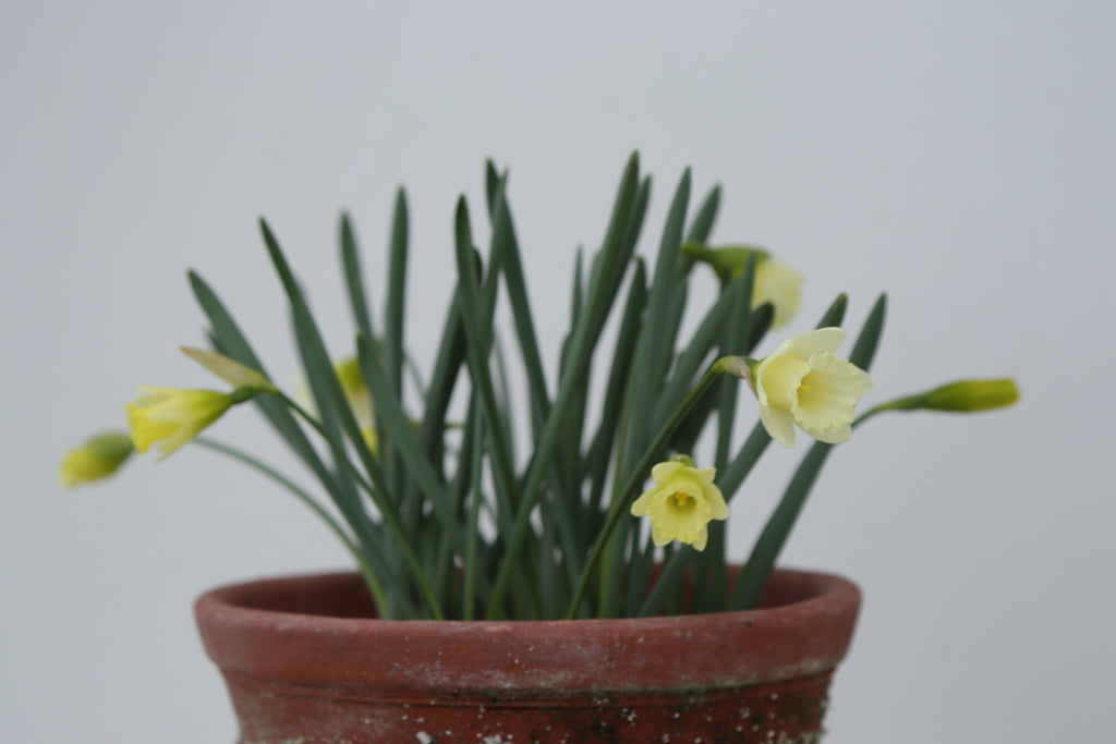 Narcissus 'Pet Lamb'
