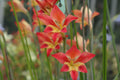 Gladiolus huttonii hybrid
