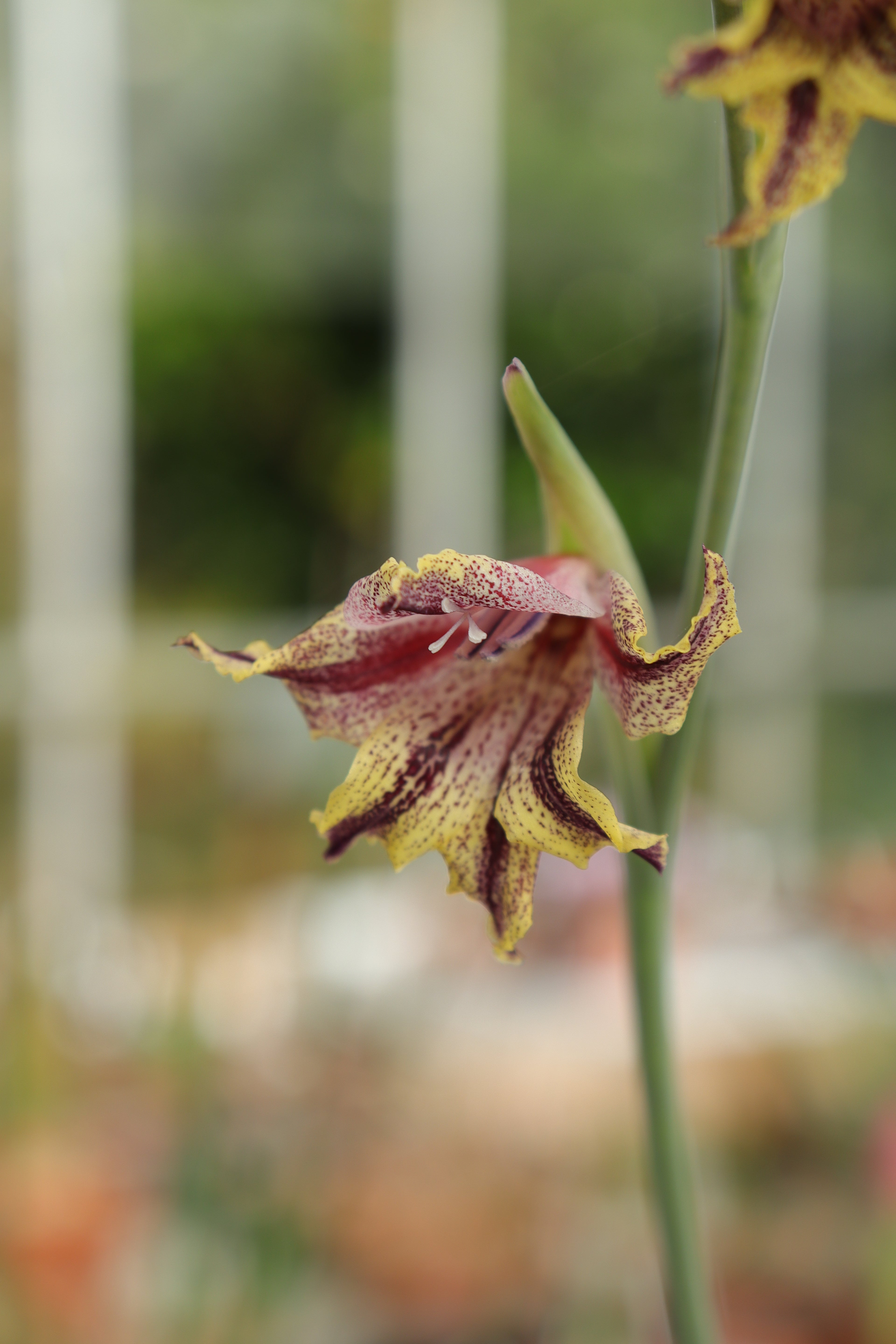 Gladiolus guthriei