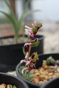 Corydalis ledebouriana