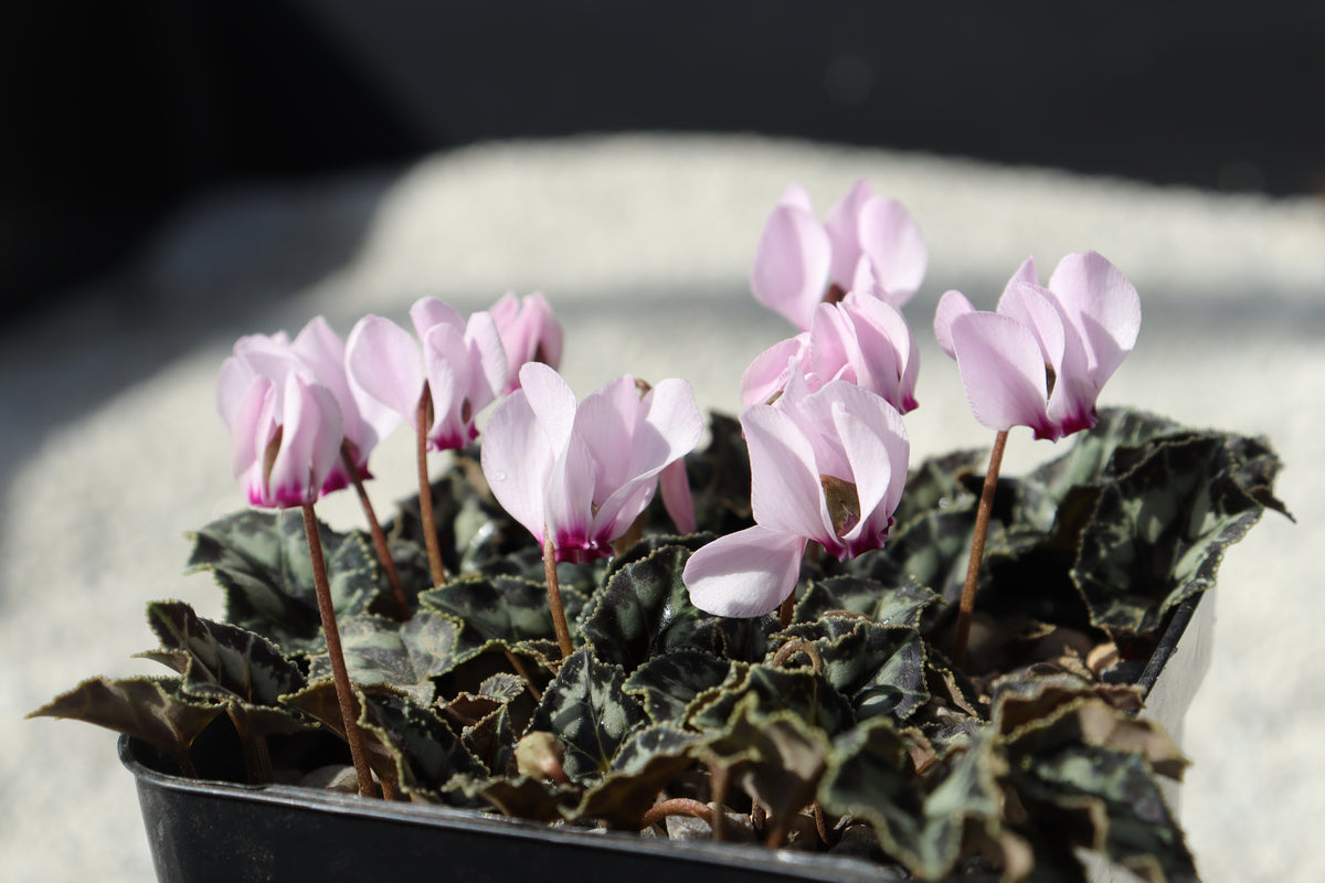 Cyclamen maritimum Seed
