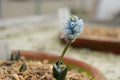 Hyacinthella siirtensis JJA541361