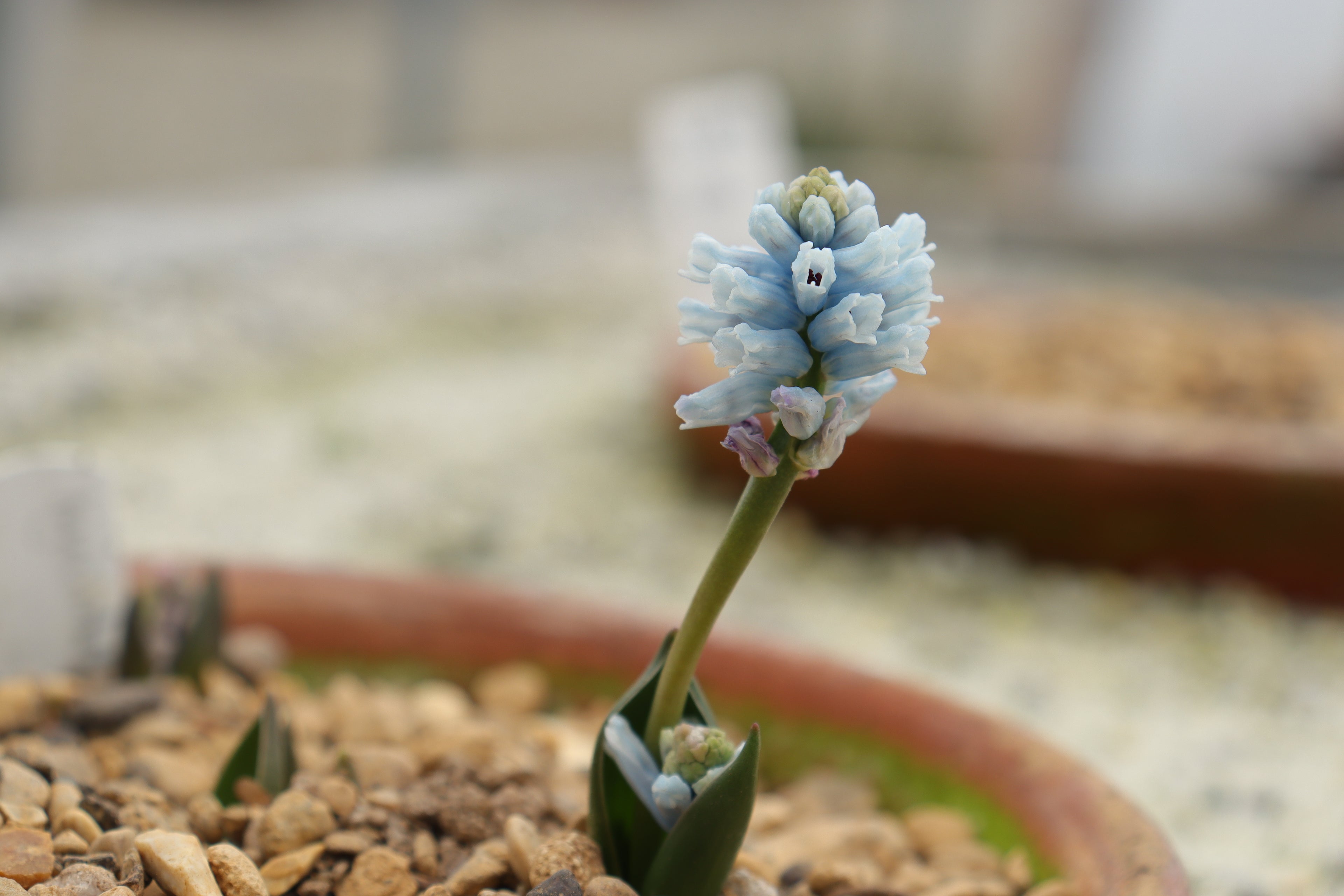 Hyacinthella siirtensis JJA541361