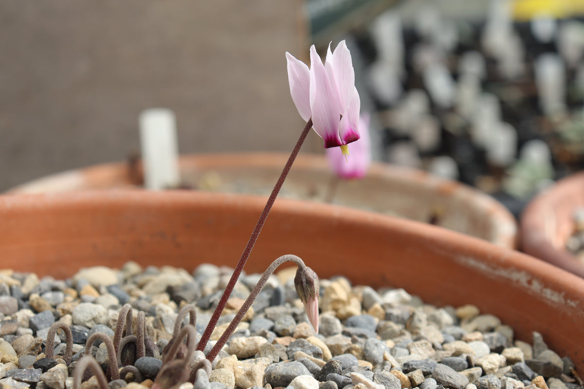 Cyclamen rholfsianum Seed