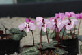 Cyclamen alpinum