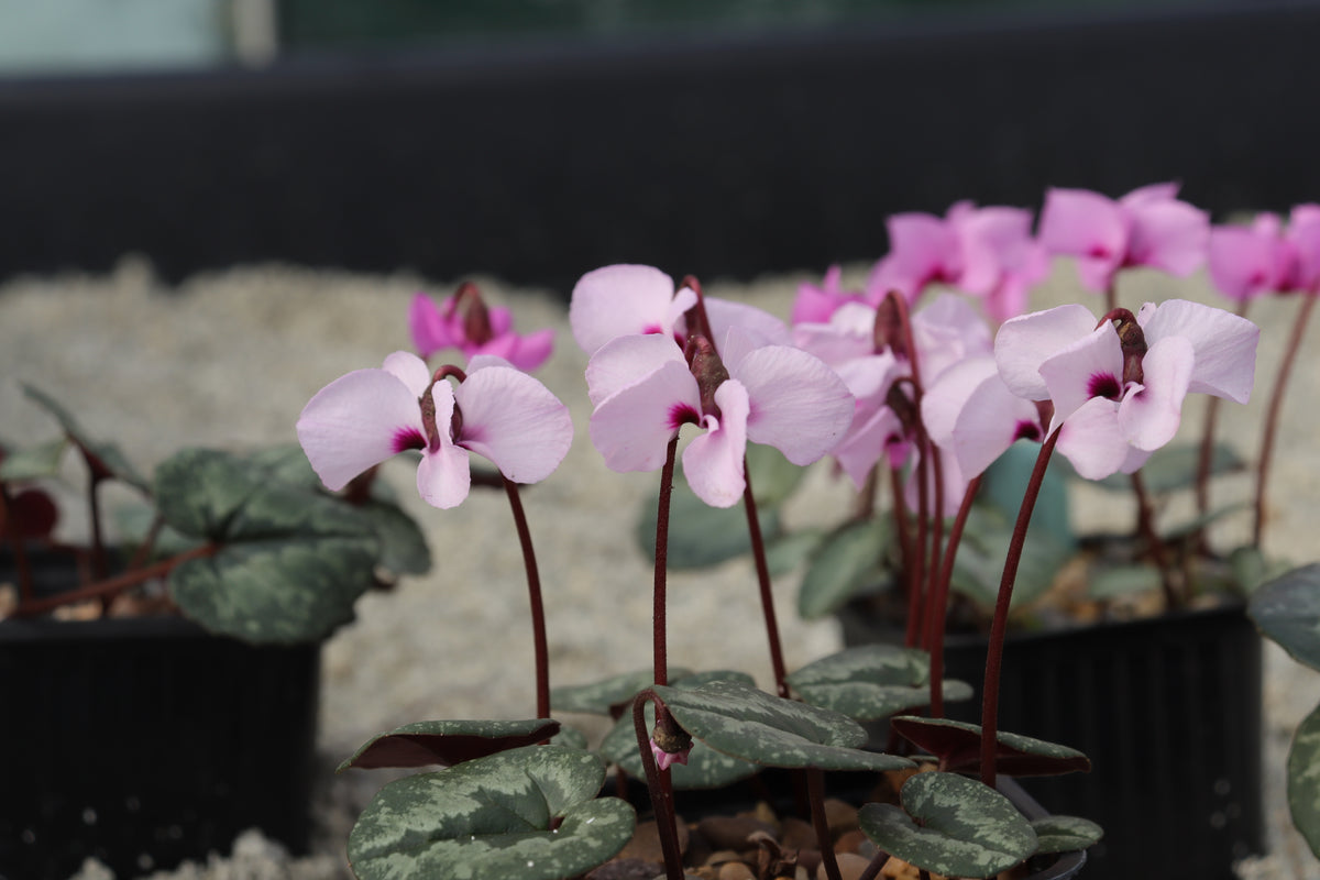 Cyclamen alpinum