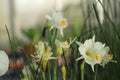 Narcissus ‘Shiraume’
