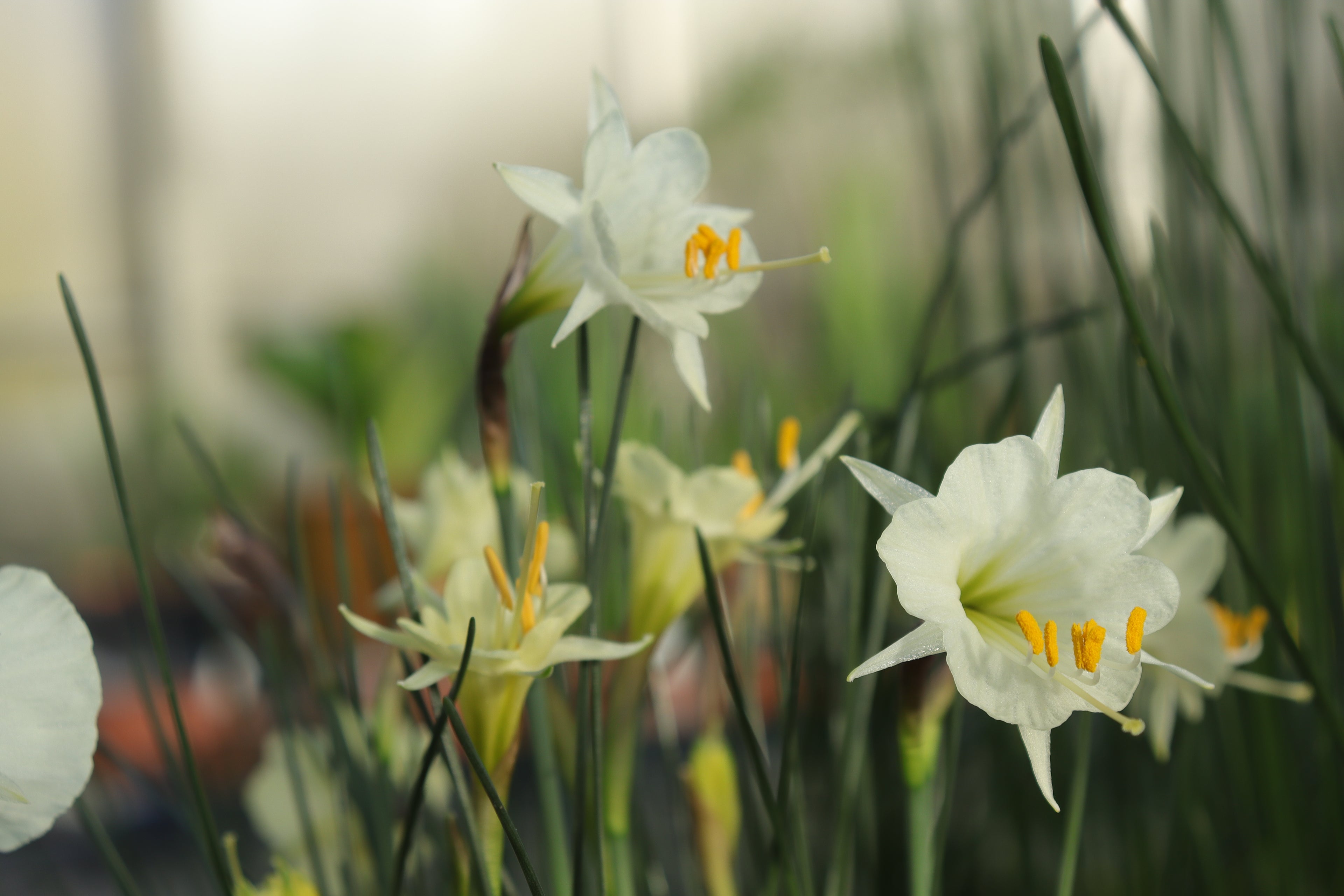 Narcissus ‘Shiraume’