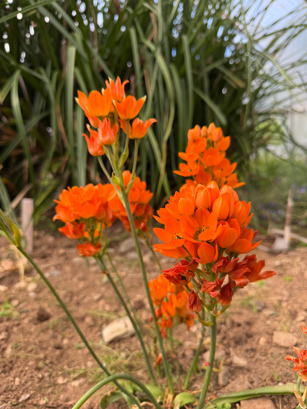 Ornithogalum dubium