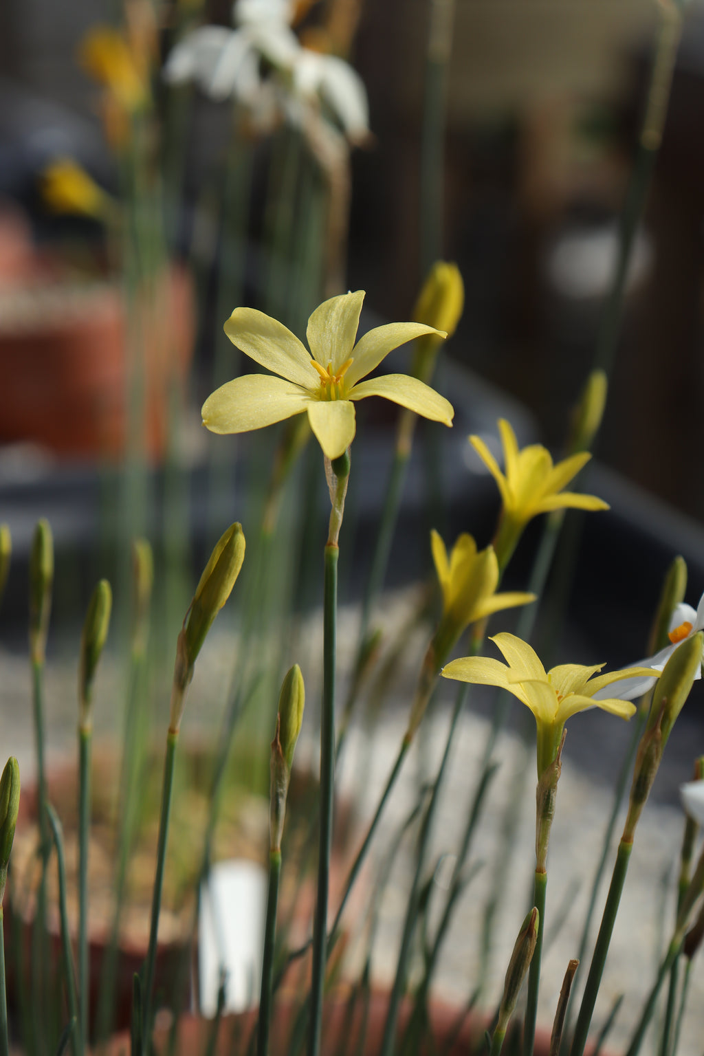 Narcissus perez-larae