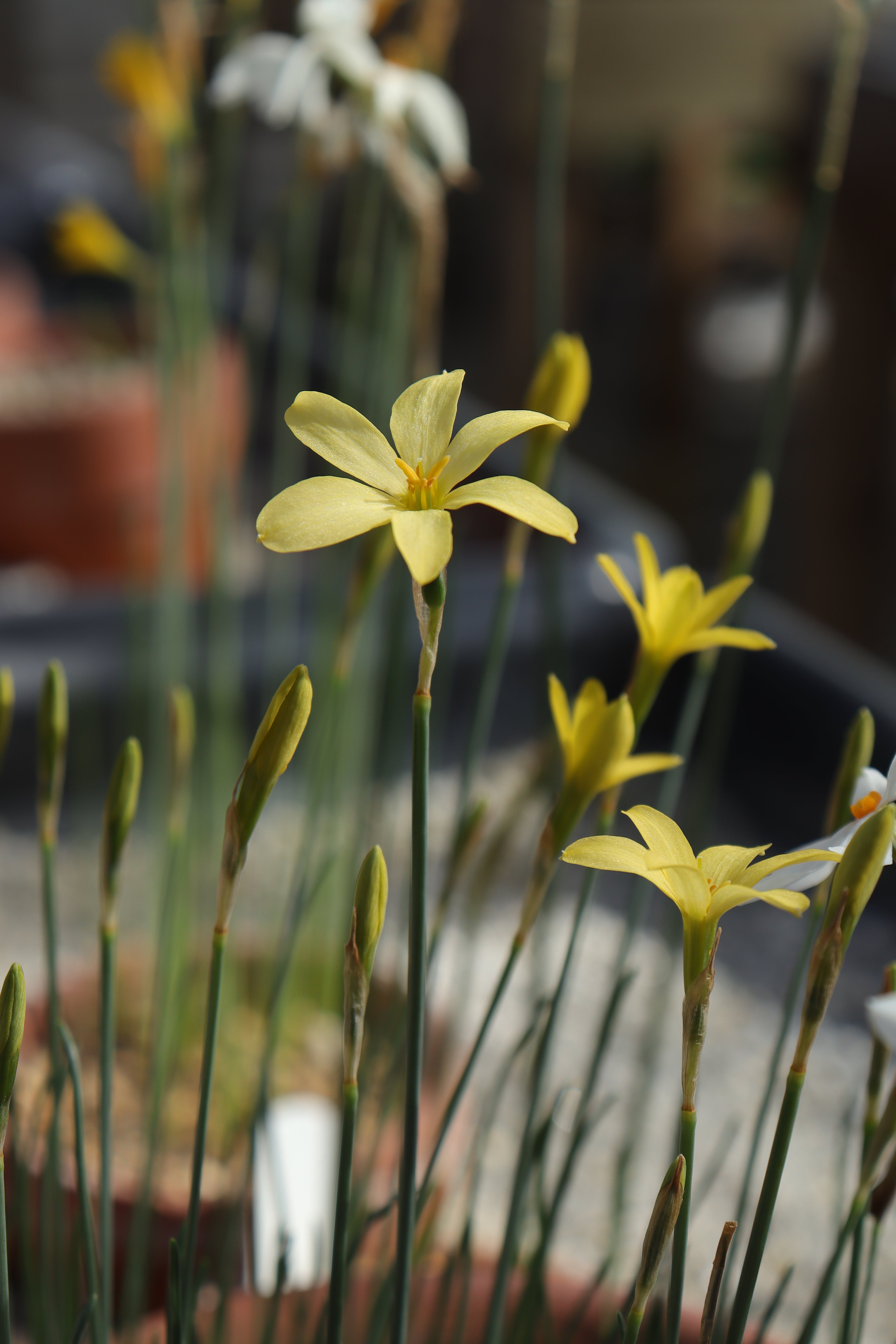 Narcissus perez-larae