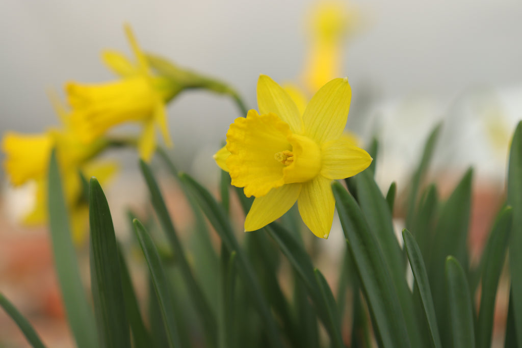 Narcissus 'Punk'
