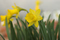 Narcissus 'Punk'