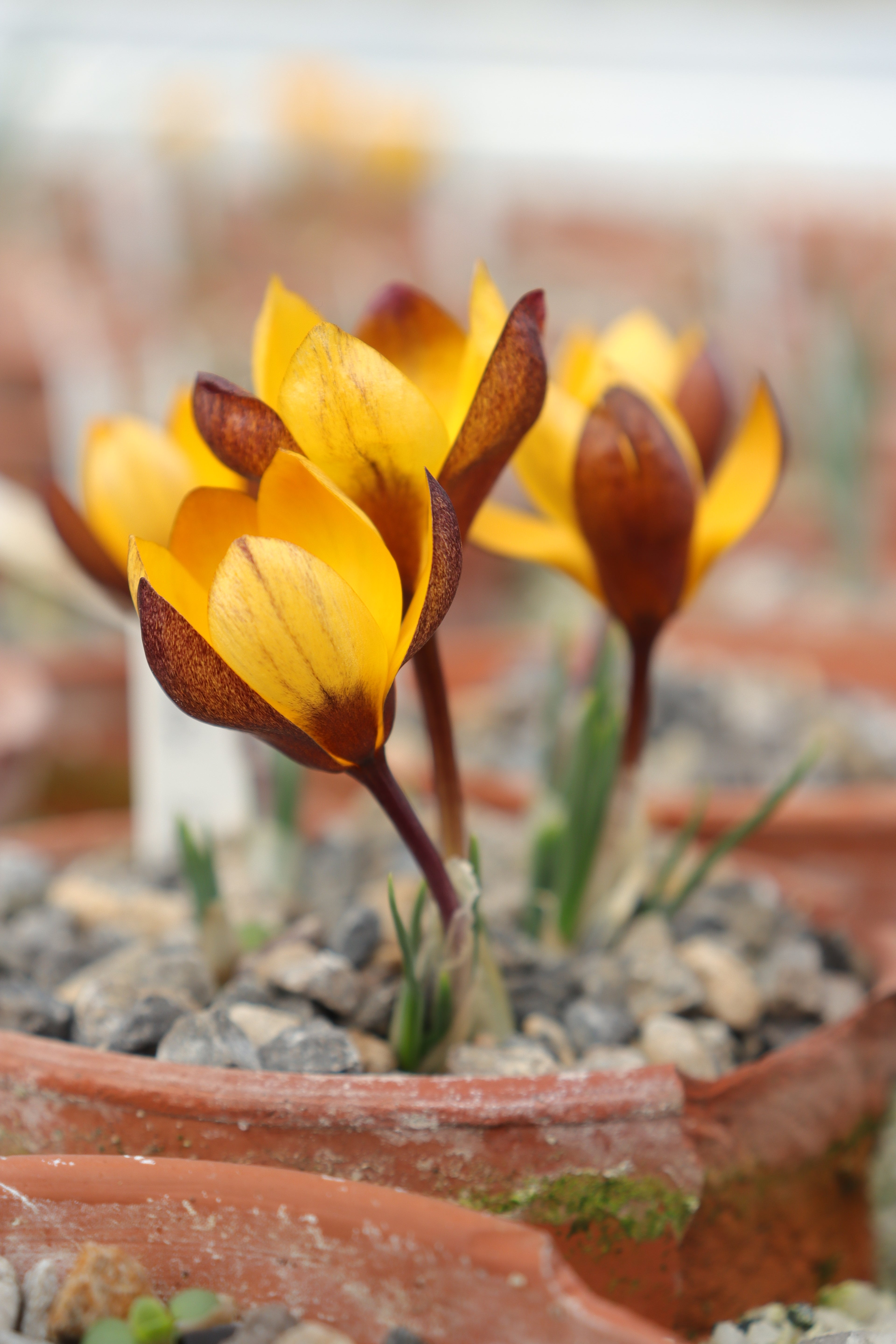 Crocus gembosii JR20-02