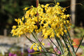 Allium flavum