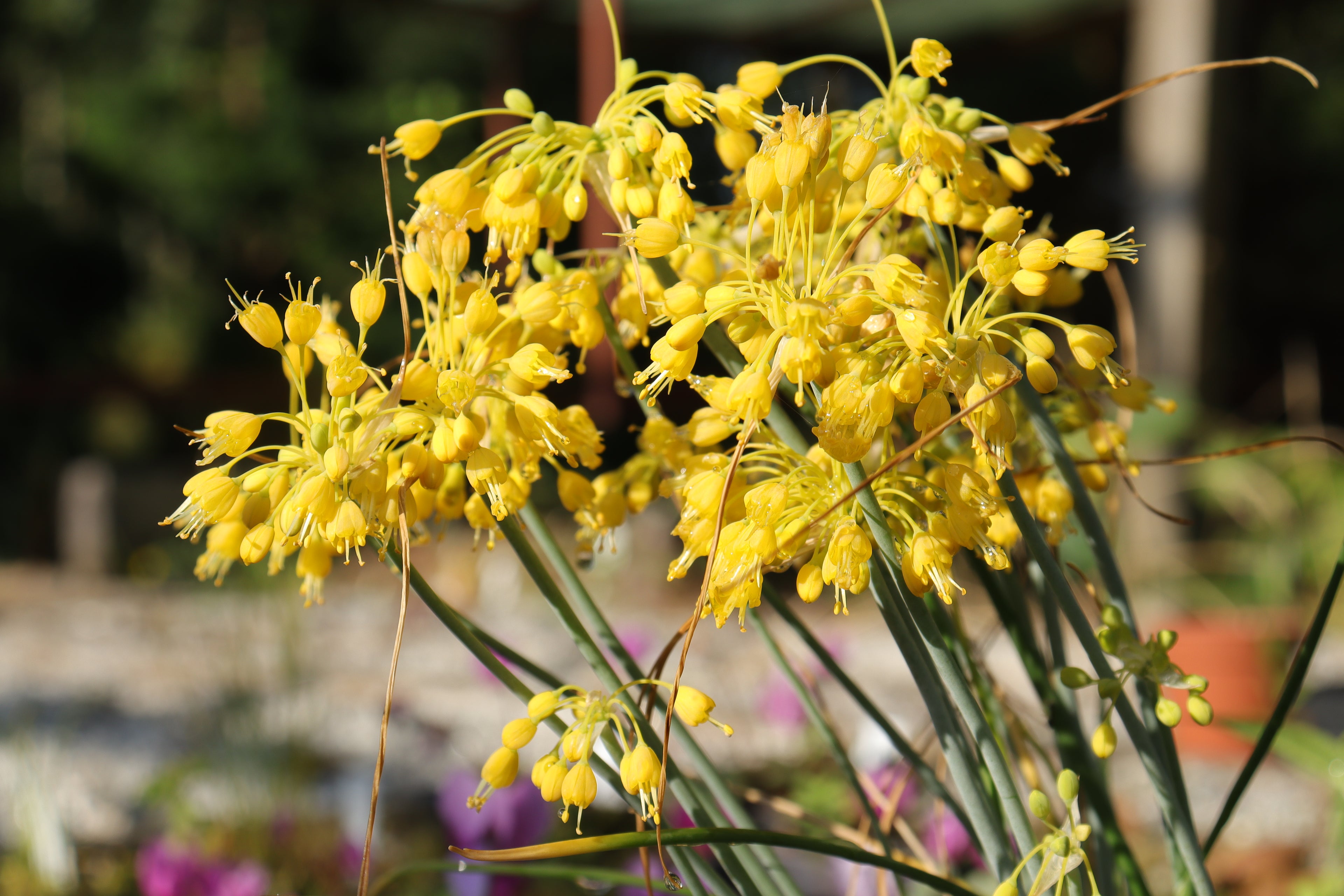 Allium flavum